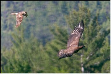 Harassing in flight