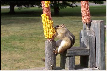 Corn for dinner