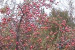 Apple pie time