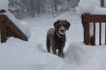 Snowy pup