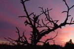 Gnarled branches