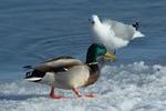 Mallard