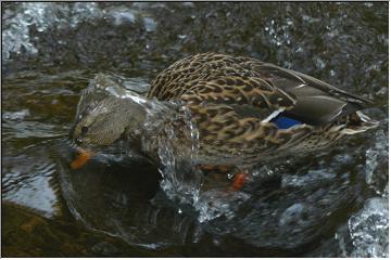 Head washing