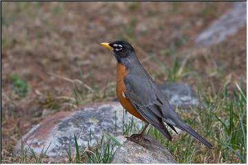 Robin red-breast