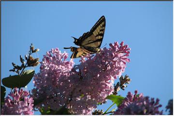 Lilac lunch