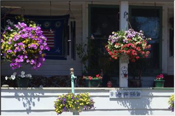 Beautiful flowers