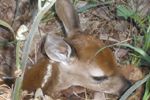 Snuggled on the roadside