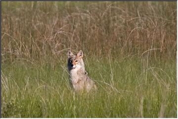 Coyote