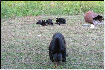 Three cubs and a Mom