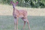 Gangly youngster