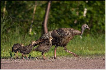 Mom and younsters