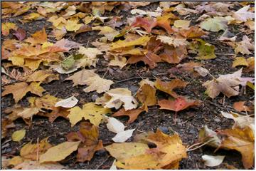 Fallen leaves