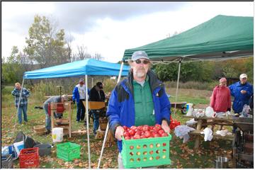 Hauling apples