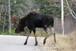 Why'd the moose cross the road?