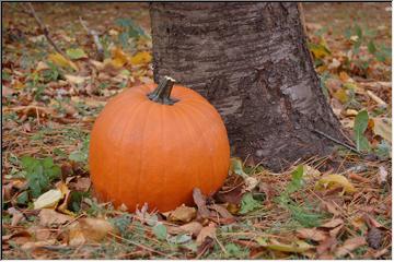 Perfect pumpkin