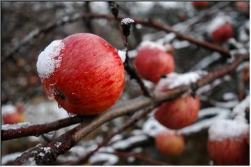 An apple a day