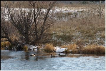 Three geese a'swimming