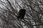 One Eagle watching