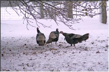 Thanksgiving dinner anyone?