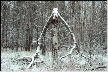 Fallen branches