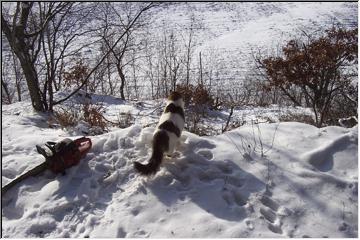 Strolling kitty