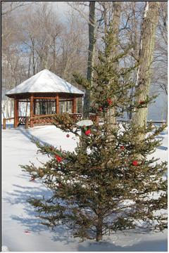 Festively red