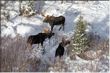 Moose meeting