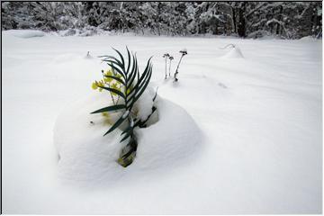 Winter blooms?