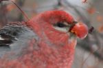 Winter finch