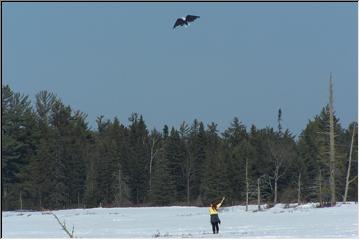 Eagle overhead