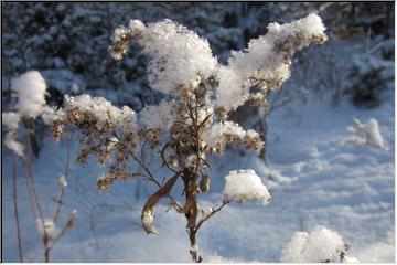 Winter weed