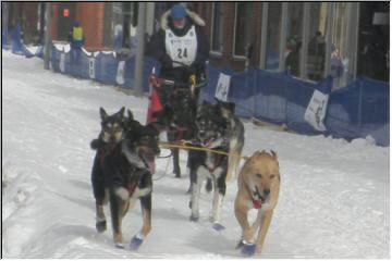 Mushing huskies