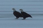 Pair of eagles