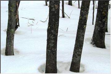 Melting snow