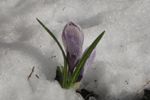 Easter crocus