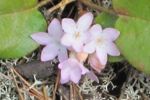 Dainty flowers