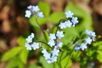 Dainty flowers