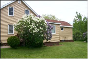 Lilac bushes