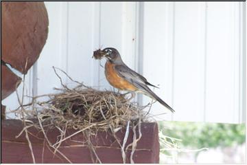 Preparing the nest