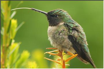 Tiny bird, long tongue