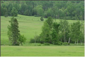 Field of green