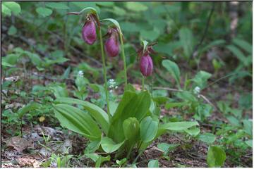 Lady slippers