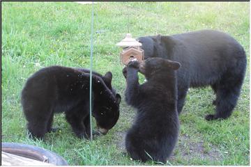 Mom and her brood