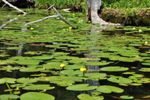 Water plants