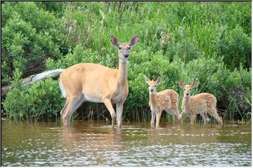 Protective Mom