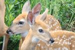 Fawns