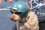 Patriotic pooch