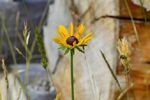 Black-eyed Susan