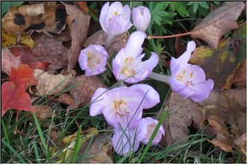 Autumn blooms