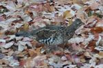 Camouflaged birds